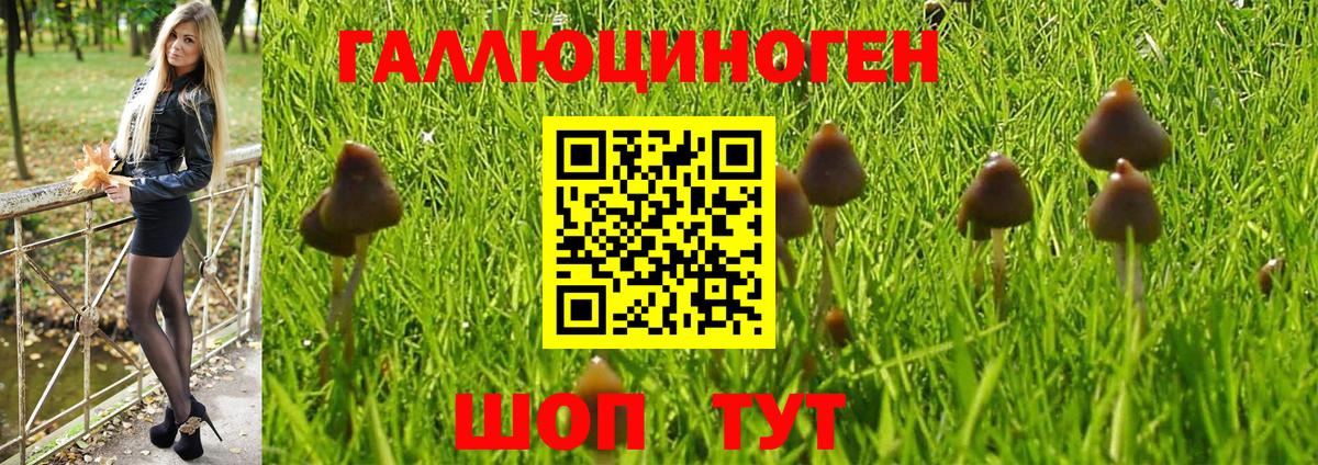 Псилоцибиновые грибы Psilocybe Комсомольск-на-Амуре